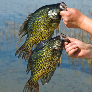 Spring Panfishing